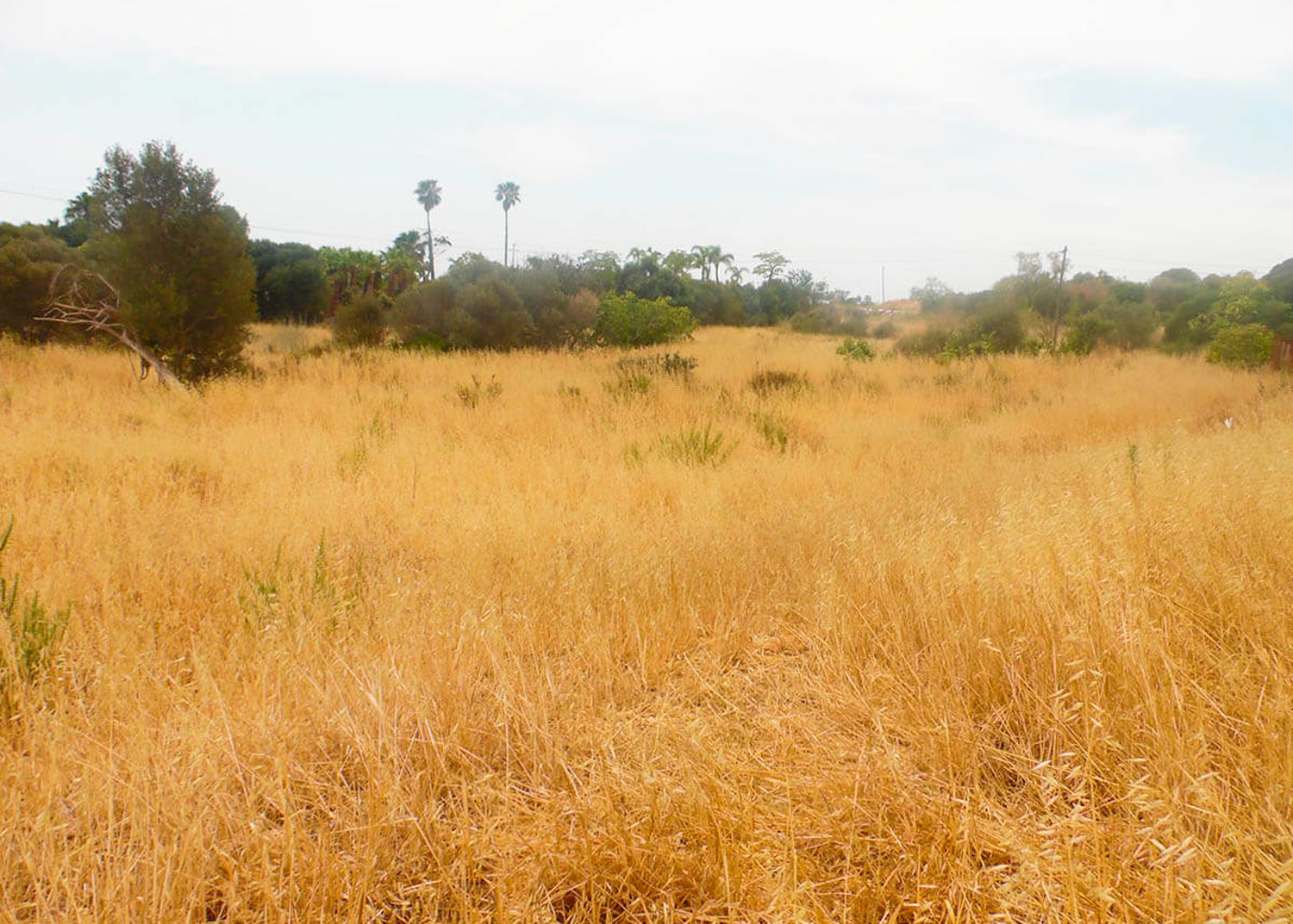 Quinta com 2 hectares na zona da Penina