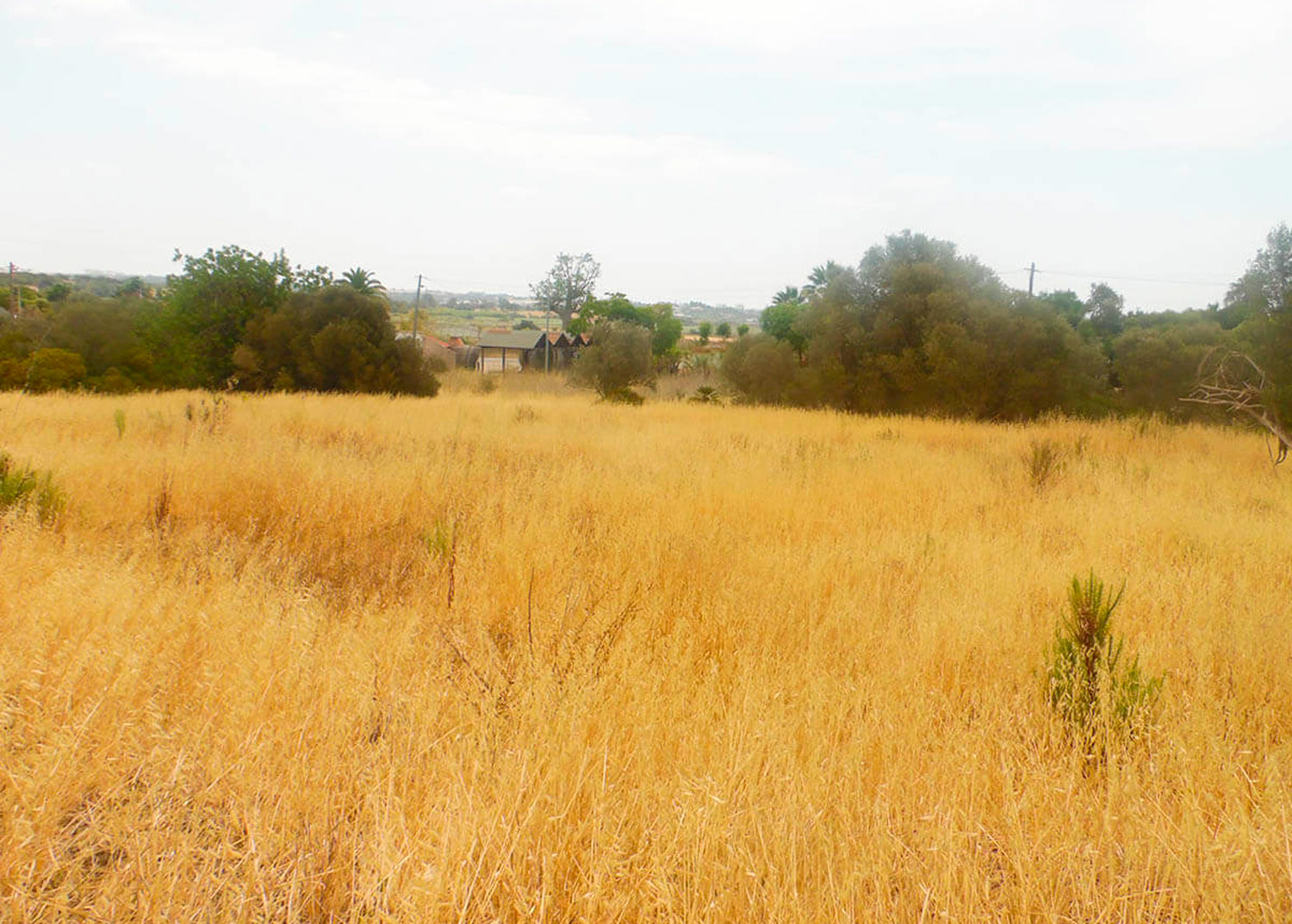 Quinta com 2 hectares na zona da Penina